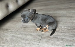 Mixed Breed dogs for sale: Daxiecross Frenchy  - Image 8