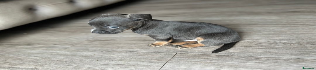 Mixed Breed Puppy 2
