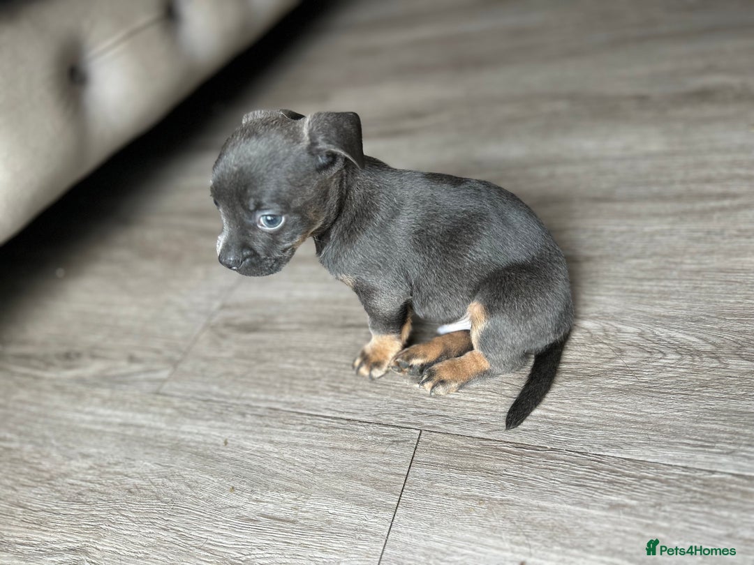 Mixed Breed dogs for sale: Daxiecross Frenchy  - Image 8