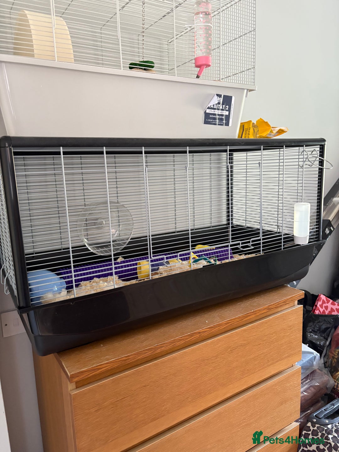 Mouse rodents for sale: Mouse and cage for sale.  - Image 5