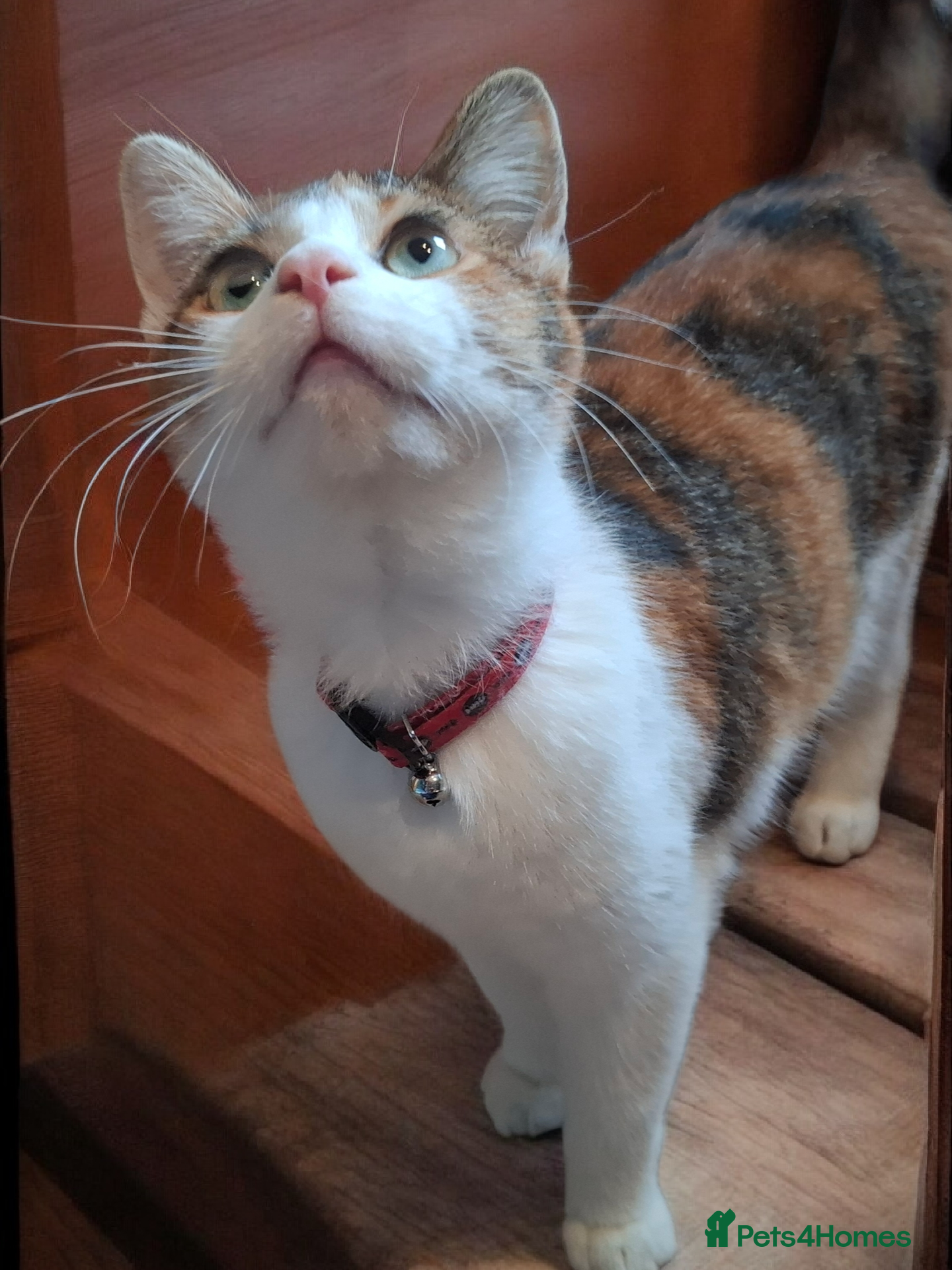 Domestic Shorthair cats 🌸 Meet Rose – The Sweetest Little Survivor 🌸 - Advert 13