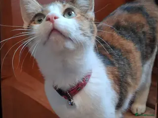 Domestic Shorthair cats 🌸 Meet Rose – The Sweetest Little Survivor 🌸 - Advert 3