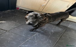 Mixed Breed dogs for sale: Home needed asap. Murphy ,8 year old - Image 2