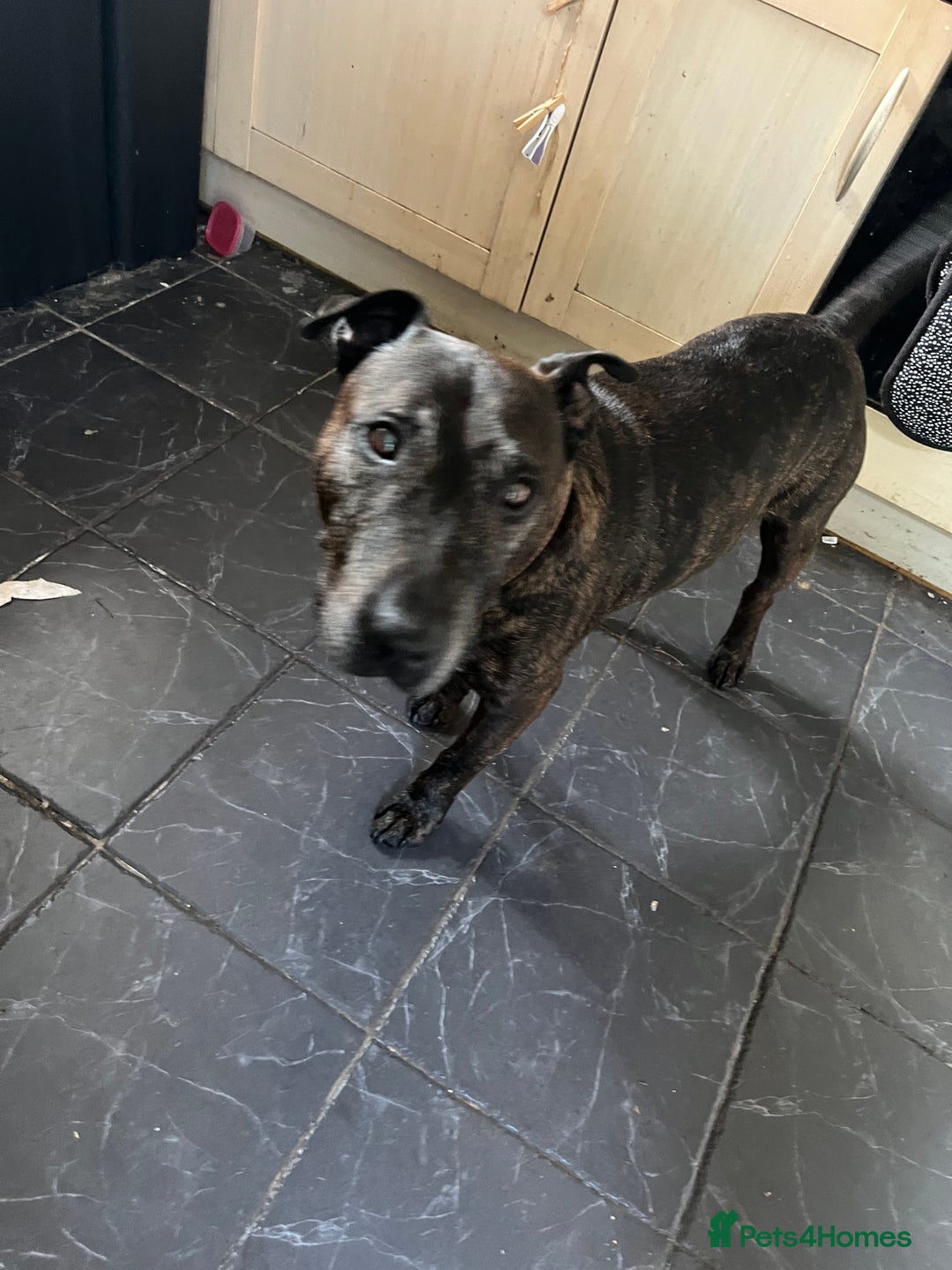 Mixed Breed dogs for sale: Home needed asap. Murphy ,8 year old - Image 2