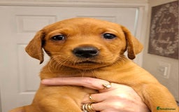 Labrador Retriever dogs for sale: KC registered Fox Red labrador puppies for sale - Image 13