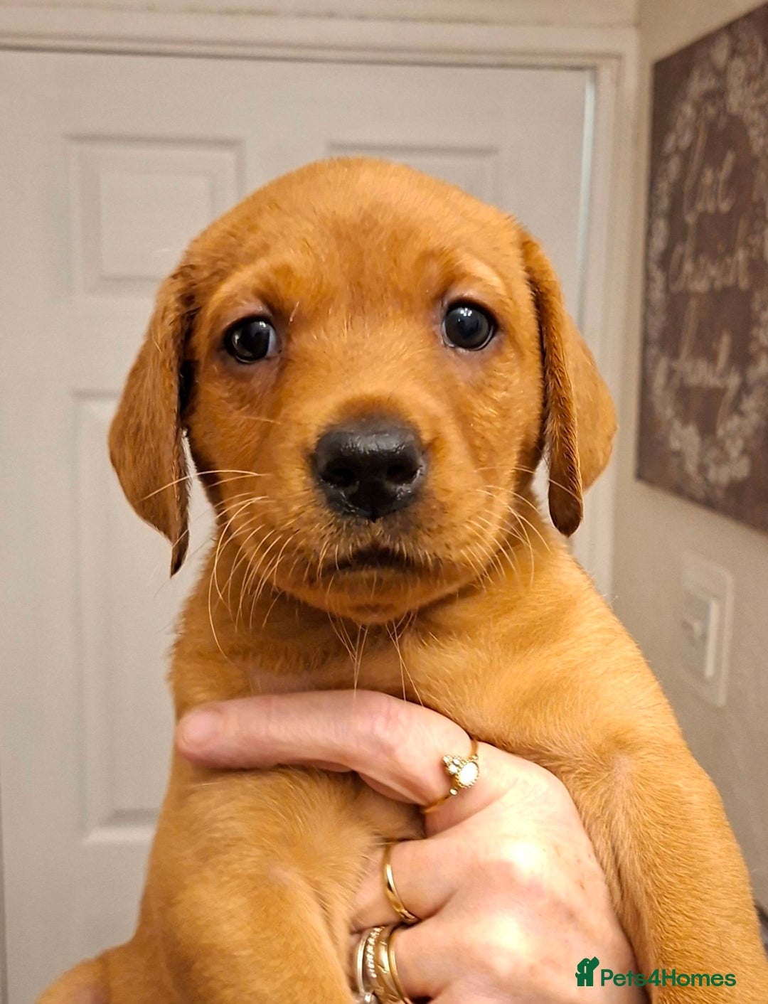 Labrador Retriever dogs for sale: KC registered Fox Red labrador puppies for sale - Image 13
