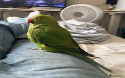 Ringnecks birds for sale: Beautiful Indian Ringneck - Image 4