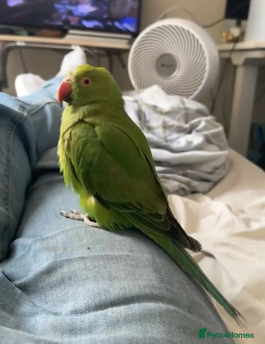 Ringnecks birds for sale: Beautiful Indian Ringneck - Image 4