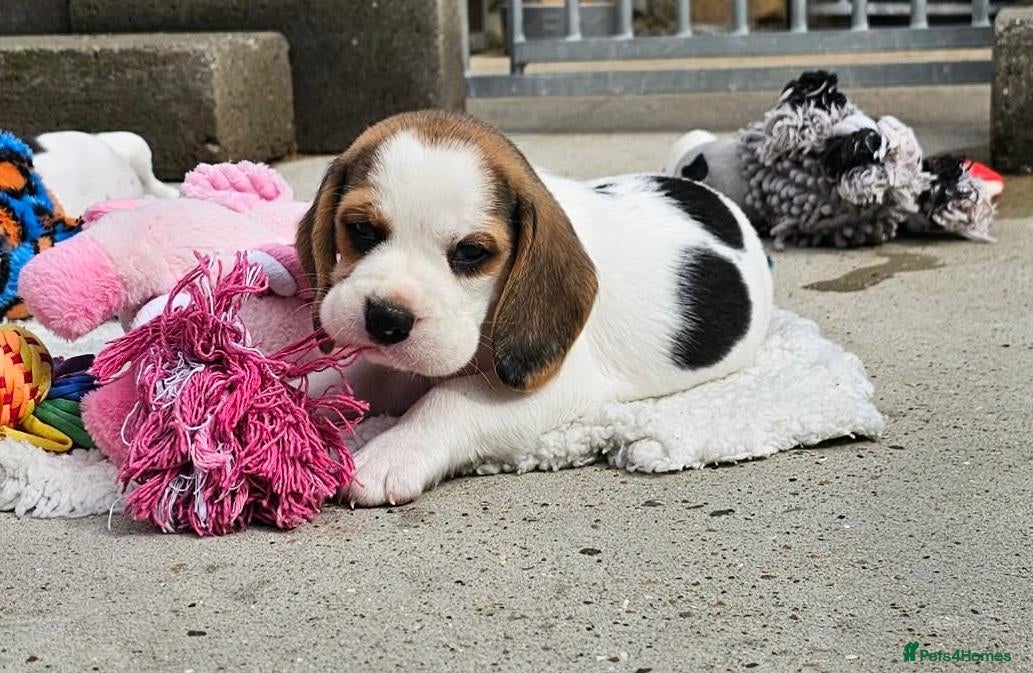 Beagle dogs Stunning Litter of KC Registered Beagle Pups  - Advert 2