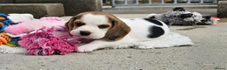 Beagle dogs for sale: Stunning Litter of KC Registered Beagle Pups  in Thirsk - Advert 2