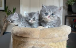 Persian cats for sale: Beautiful fluffy kittens very affectionate  - Image 16