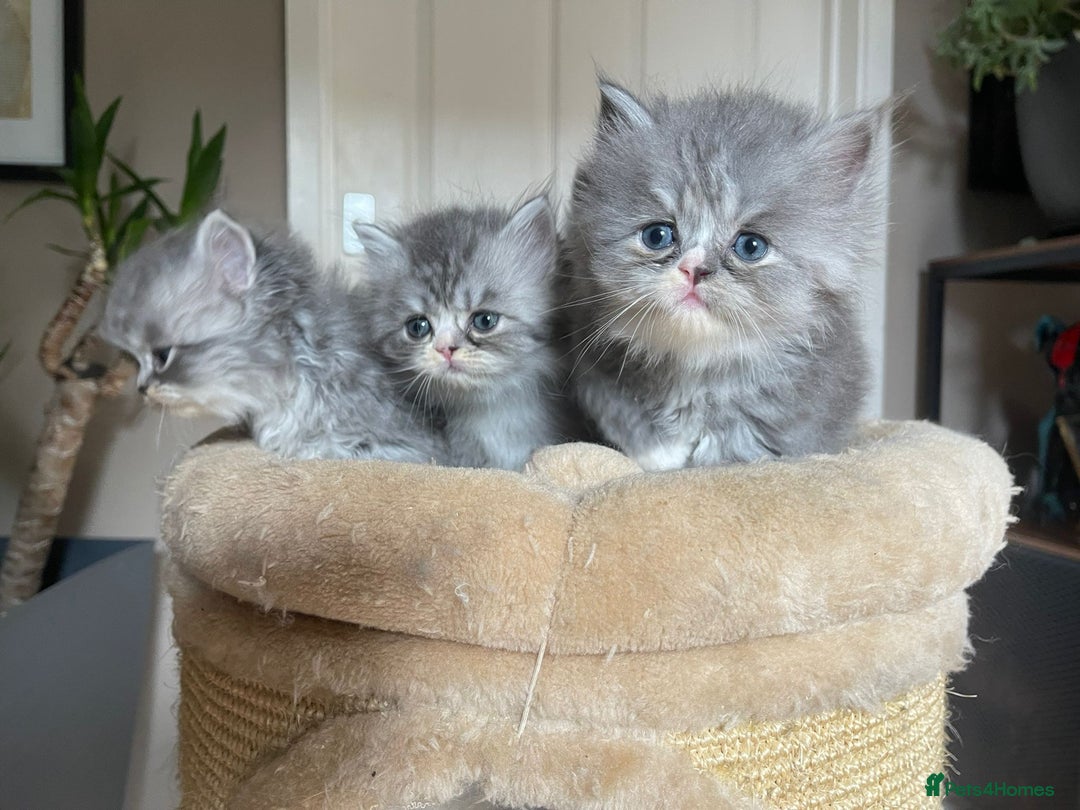 Persian cats for sale: Beautiful fluffy kittens very affectionate  - Image 16