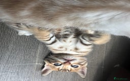 Bengal cats for sale: Snow Mink/Brown Rossette Blue Eyed Bengals - Image 29