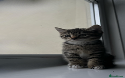 Domestic Shorthair cats for sale: SERIOUS HOMES ONLY - Image 3