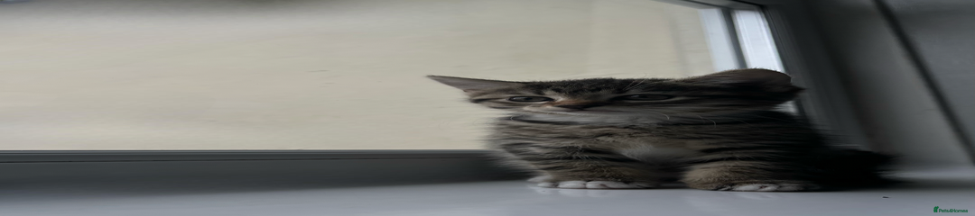 Domestic Shorthair Kitten 2