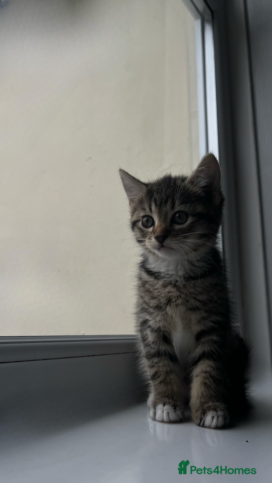 Domestic Shorthair cats for sale: SERIOUS HOMES ONLY - Image 3