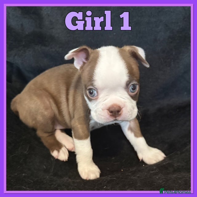 Boston Terrier dogs KC Registered Boston Terrier - Advert 1