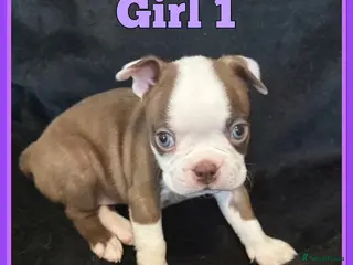 Boston Terrier dogs KC Registered Boston Terrier - Advert 1