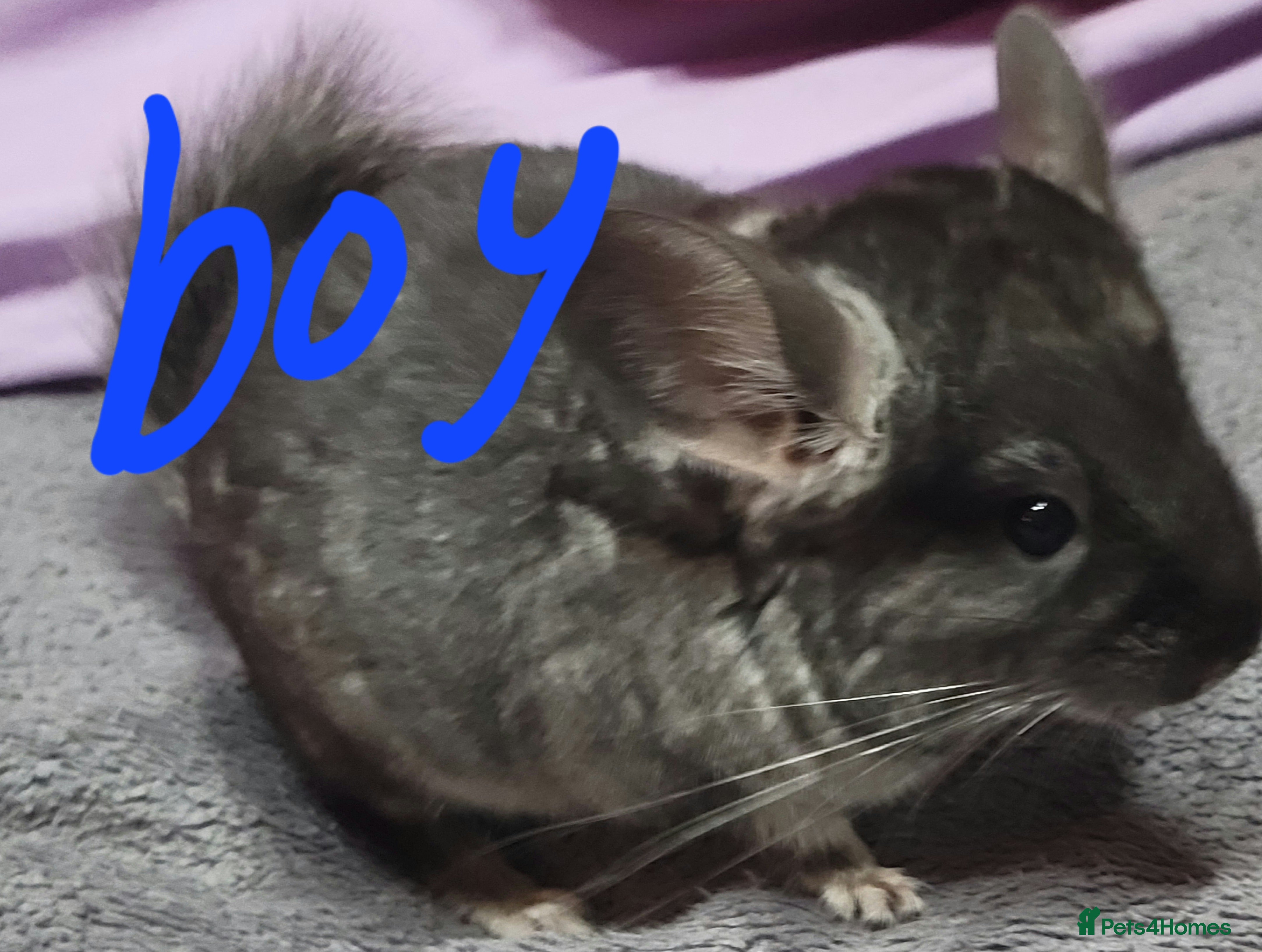 Chinchilla rodents Baby chinchillas ready for their new homes - Advert 6