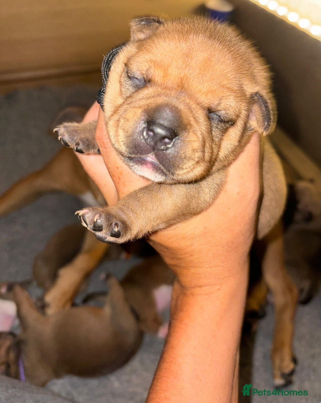 Staffordshire Bull Terrier dogs for sale: KC Staffordshire bull terriers 🧡🧡🏆🩸 REDS  - Image 9