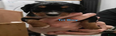 Tri Boy