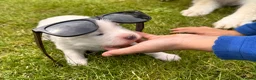 Samoyed dogs for sale: Bundle of joy 3 Puppy - Advert 5