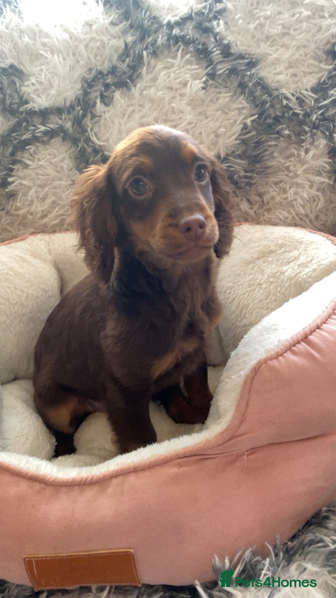 Cockapoo dogs for sale: Amazing choc cockerpoo pups for sale READY NOW  - Advert 4