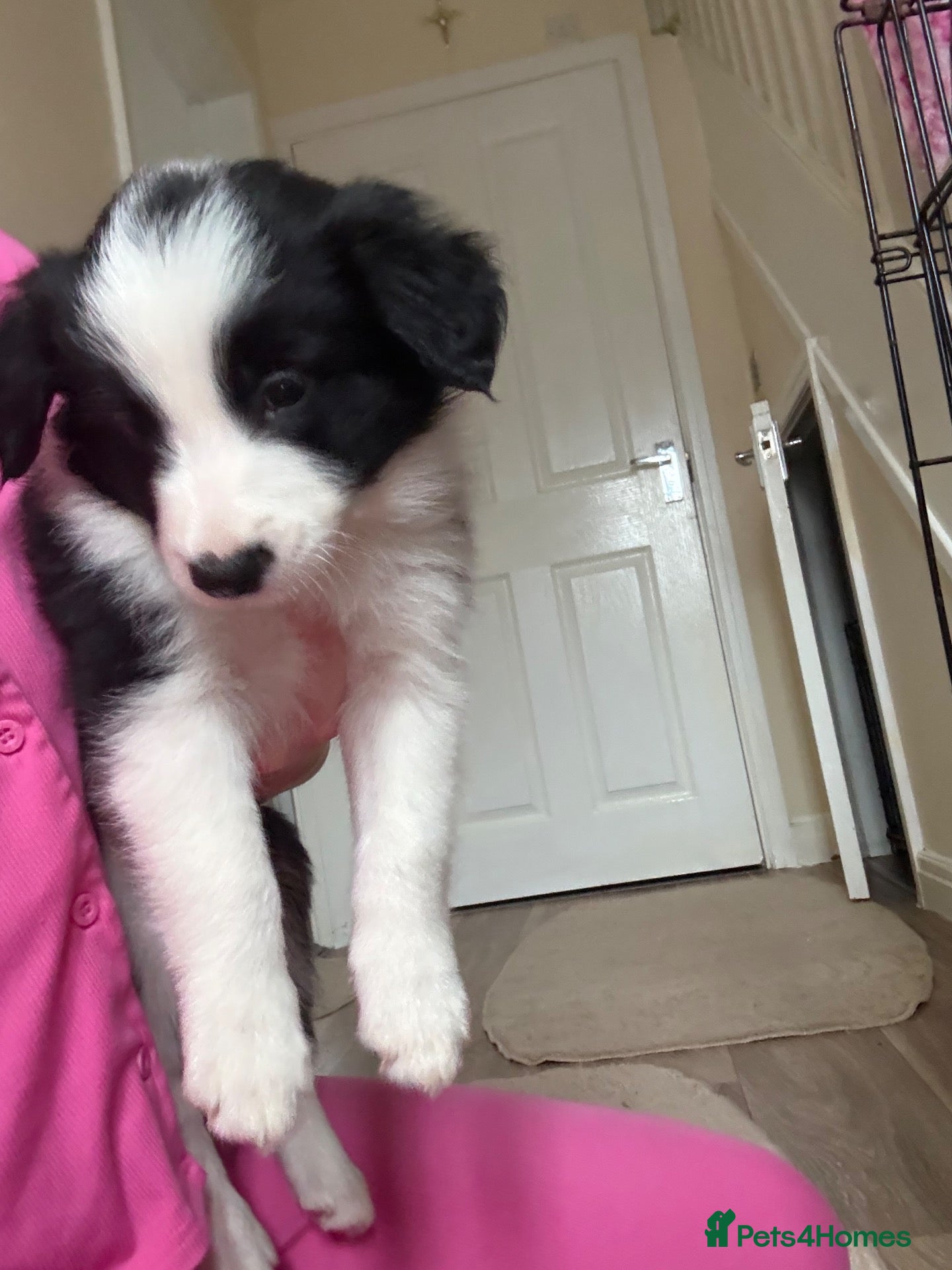 Border Collie dogs for sale: Long coated pure bred collie puppies blue merles l - Advert 2