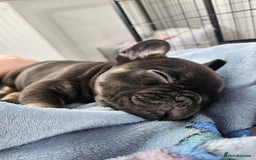 French Bulldog dogs for sale: Last female french bulldog puppy  - Image 2