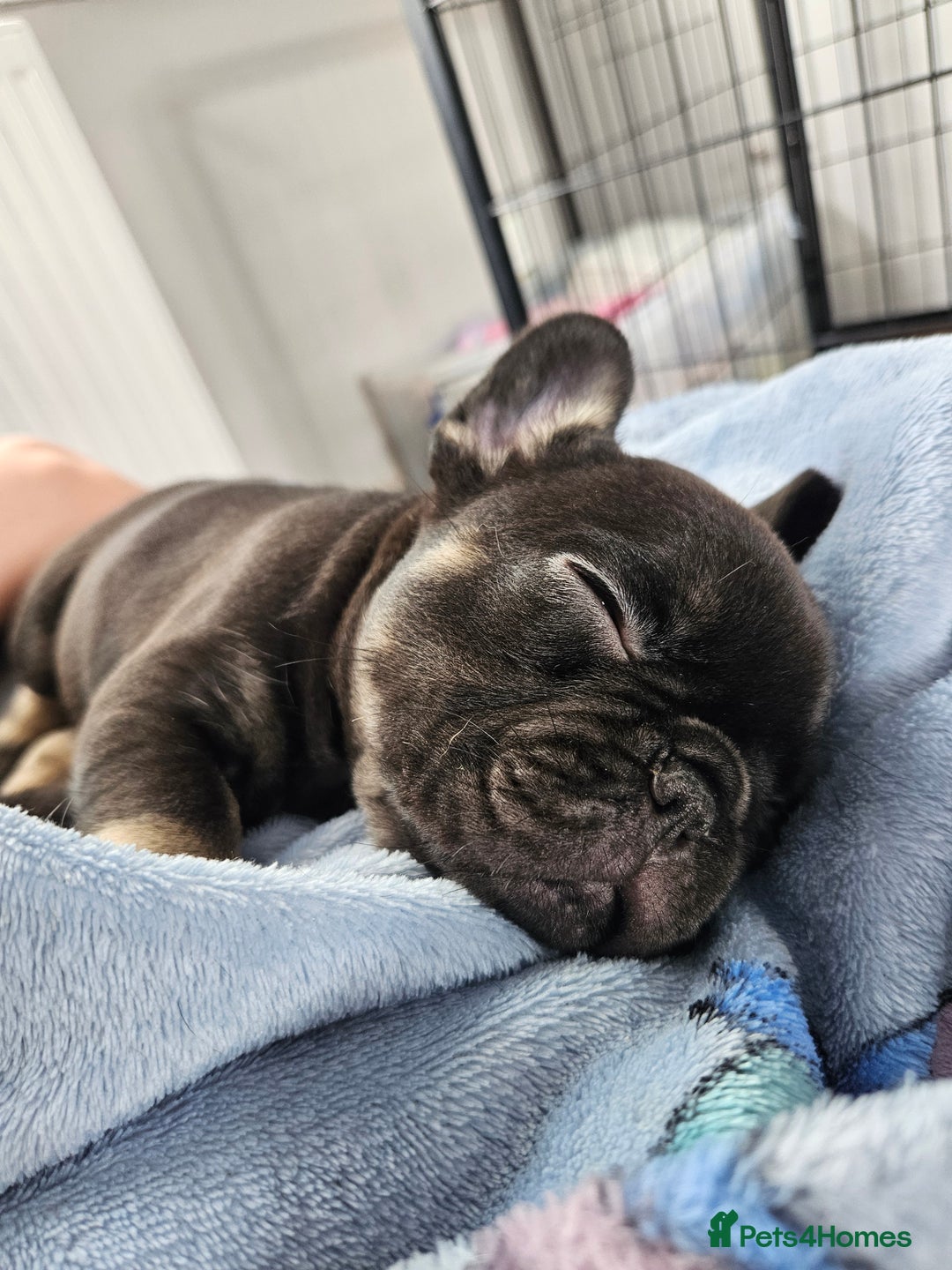 French Bulldog dogs for sale: Last female french bulldog puppy  - Image 2