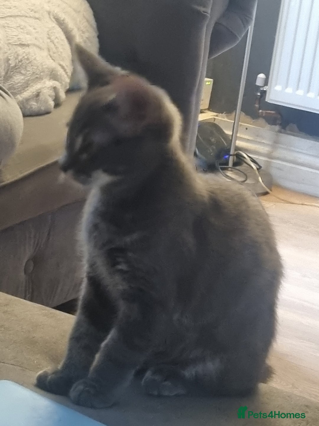Mixed Breed cats for sale: mix litter Bengal and Norweign Forrest Kittens - Image 3