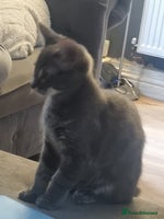 Mixed Breed cats - Advert 4
