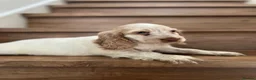 Cocker Spaniel dogs for sale: Beautiful Show type cocker spaniel puppies  - Advert 5