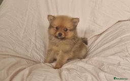 Pomeranian dogs for sale: Extensively health tested pom puppies  - Image 3