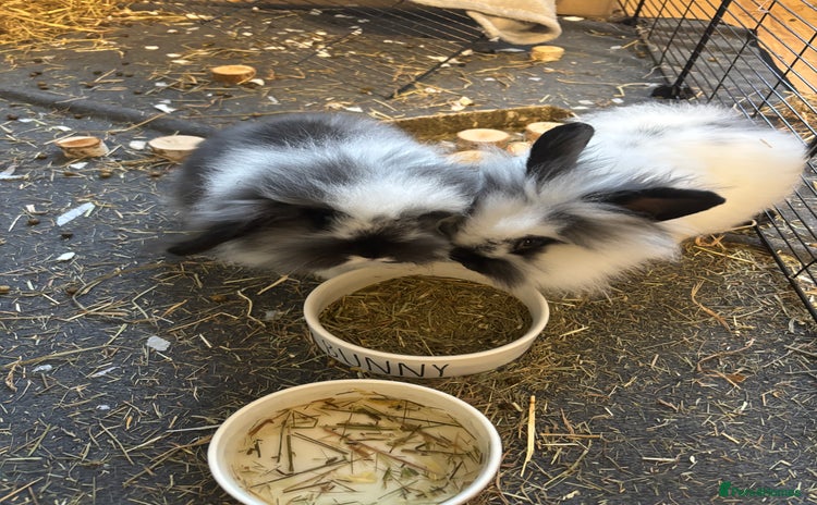 Mini Lop rabbits - Advert 3