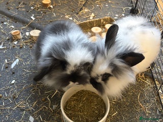 Mini Lop rabbits - Advert 29