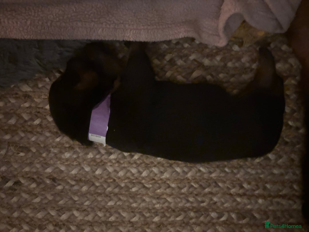 Rottweiler dogs for sale: *** Pedigree Rottweiler puppies*** - Advert 4