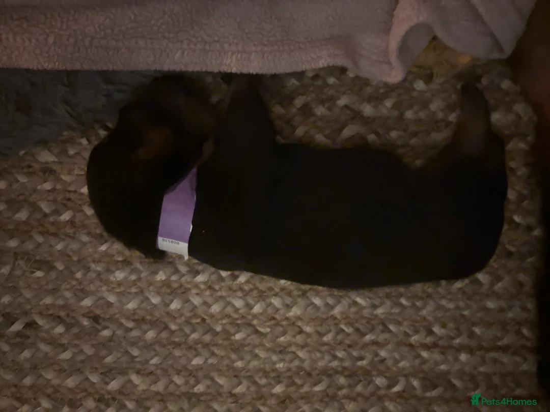 Rottweiler dogs for sale: *** Pedigree Rottweiler puppies ready in 2 wks*** - Advert 18