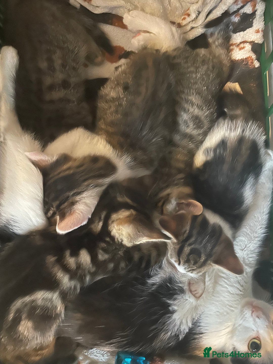 Mixed Breed cats for sale: 5 Fluffy furs to find new lovely houses  - Advert 2