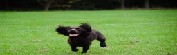 Cocker Spaniel dogs for stud: Rueben,  Cocker spaniel for stud - Advert 3