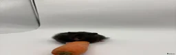 Hamster rodents for sale: Pedigree Syrian hamster pups  - Advert 10