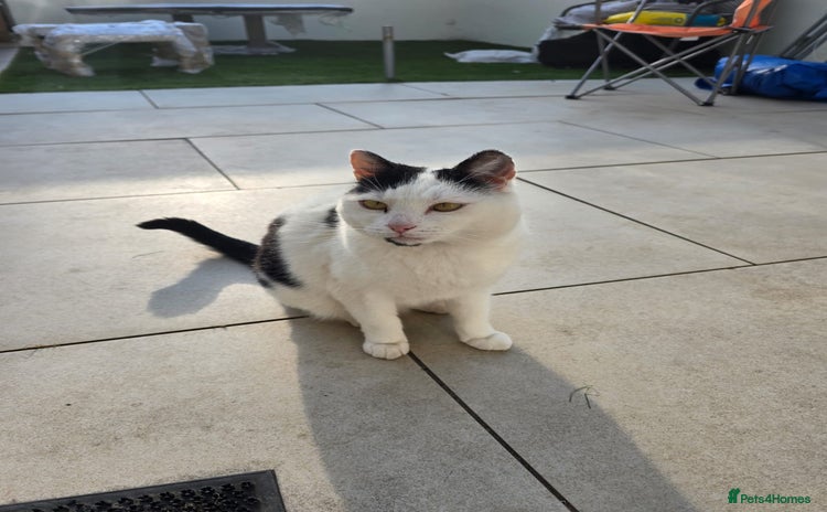 Domestic Shorthair cats - Advert 2