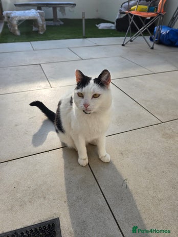 Domestic Shorthair cats - Advert 11