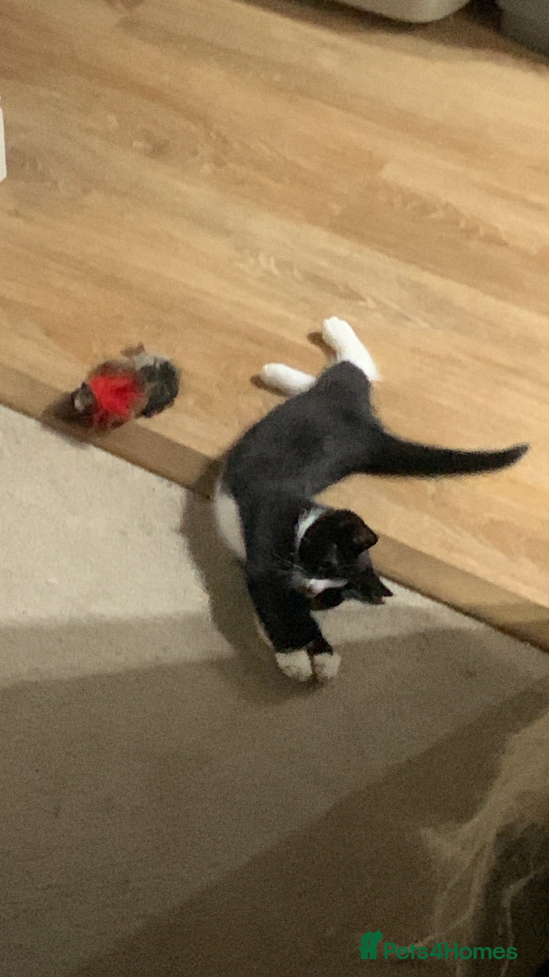 Domestic Shorthair cats for sale: Tuxedo Kitten for sale - Image 8
