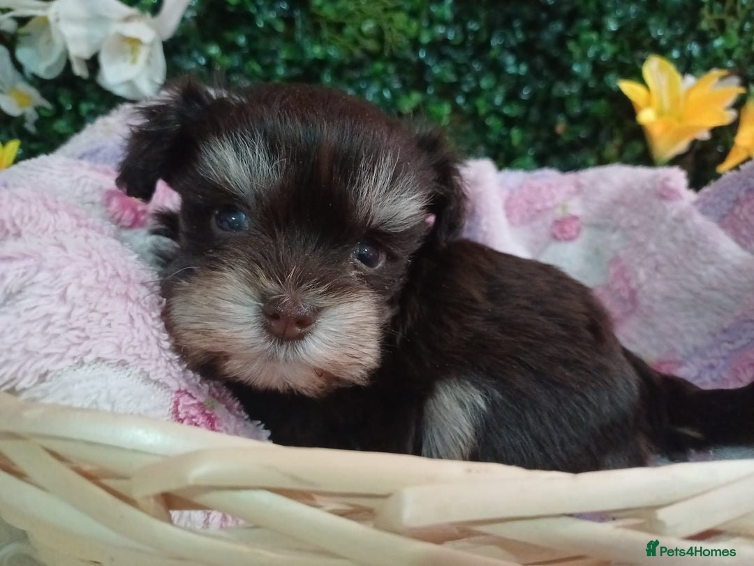 Miniature Schnauzer dogs for sale: Two beautiful girls  - Advert 5