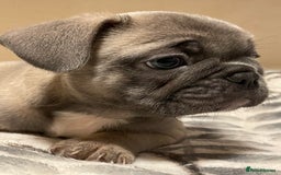 French Bulldog dogs for sale: French bulldog puppy’s  - Image 18