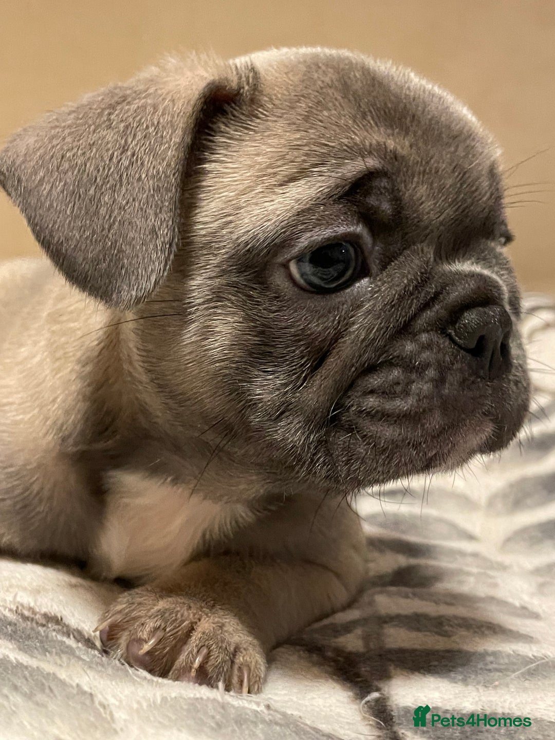 French Bulldog dogs for sale: French bulldog puppy’s  - Image 18