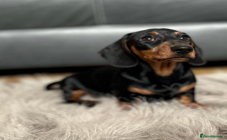 Dachshund dogs - Advert 1