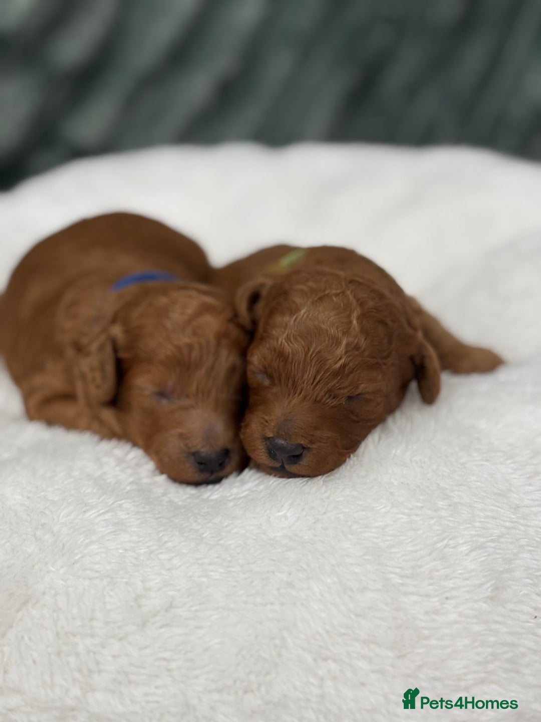 Toy Poodle dogs for sale: Toy poodle Puppies Dna tested Kc registered  - Advert 1
