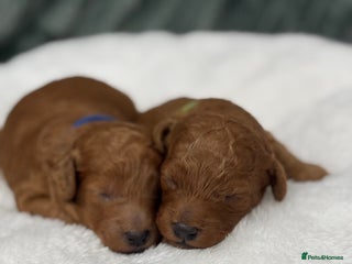 Toy Poodle dogs Toy poodle Puppies Dna tested Kc registered - Advert 1